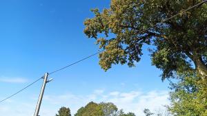 elektrické vedení a strom